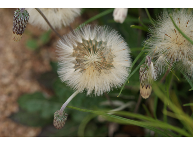 Chaptalia texana (Texas silverpuff) #39570