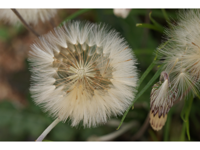 Chaptalia texana (Texas silverpuff) #39571