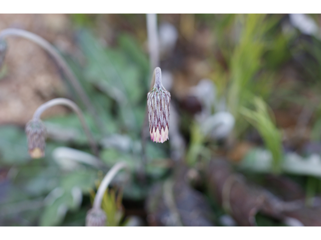 Chaptalia texana (Texas silverpuff) #39572