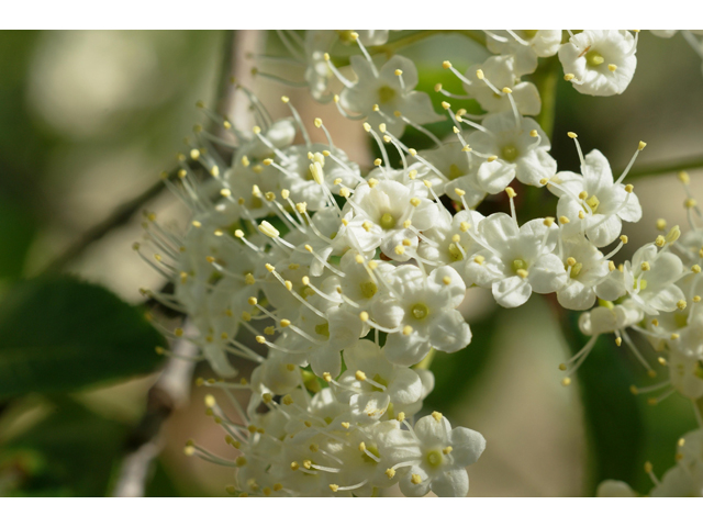 Viburnum rufidulum (Rusty blackhaw viburnum) #39595