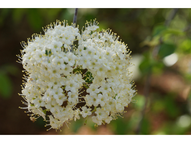 Viburnum rufidulum (Rusty blackhaw viburnum) #39601