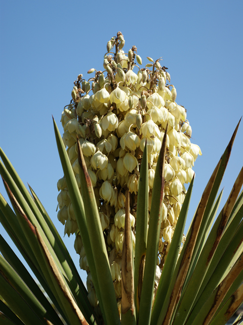 Yucca treculeana (Spanish dagger) #39606