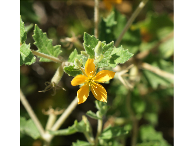 Mentzelia oligosperma (Stick-leaf) #39645