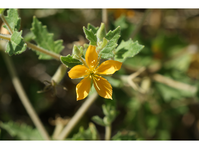 Mentzelia oligosperma (Stick-leaf) #39646