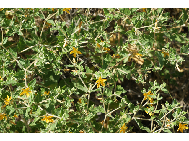 Mentzelia oligosperma (Stick-leaf) #39648