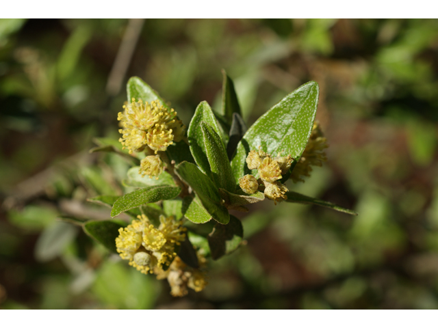 Croton alabamensis var. texensis (Texabama croton) #39661