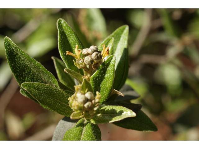 Croton alabamensis var. texensis (Texabama croton) #39662