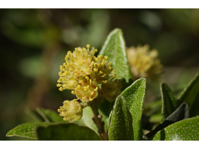 Croton alabamensis var. texensis (Texabama croton) #39663