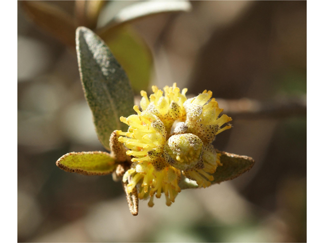 Croton alabamensis var. texensis (Texabama croton) #39664