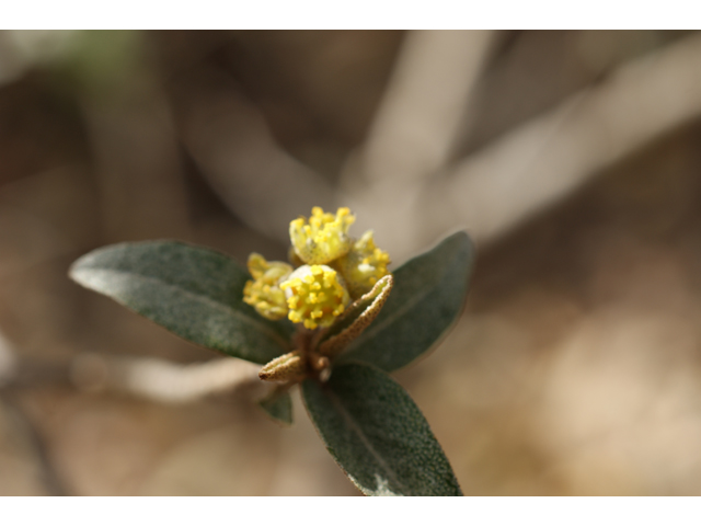 Croton alabamensis var. texensis (Texabama croton) #39665