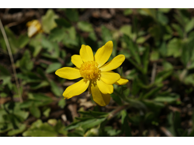 Ranunculus macranthus (Large buttercup) #39787