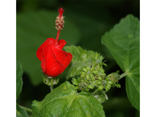 Malvaviscus arboreus var. drummondii (Turk's cap) #39828