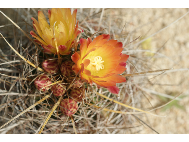 Ferocactus hamatacanthus var. hamatacanthus (Turk's head) #39829