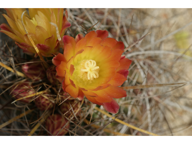 Ferocactus hamatacanthus var. hamatacanthus (Turk's head) #39830