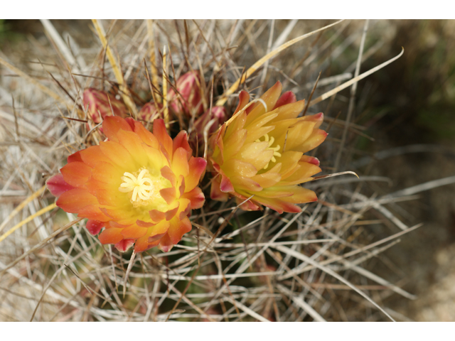 Ferocactus hamatacanthus var. hamatacanthus (Turk's head) #39831