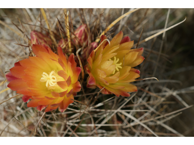 Ferocactus hamatacanthus var. hamatacanthus (Turk's head) #39832