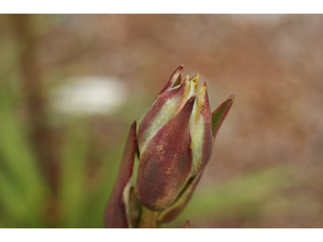 Yucca rupicola (Twistleaf yucca) #39833