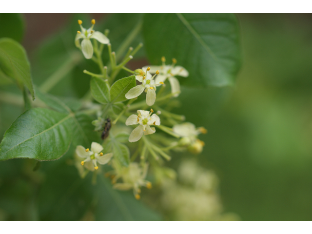 Ptelea trifoliata (Wafer ash) #39845