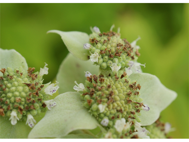 Pycnanthemum albescens (Whiteleaf mountain mint) #39915