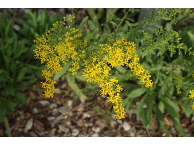 Solidago nemoralis (Gray goldenrod) #40022