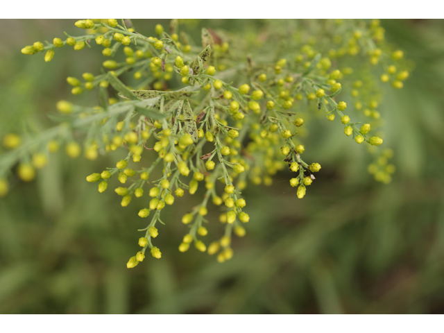 Solidago nemoralis (Gray goldenrod) #40042