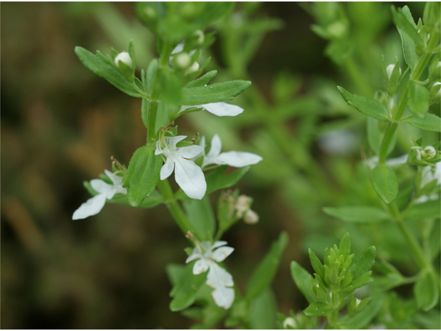 Teucrium cubense (Small coastal germander) #40075