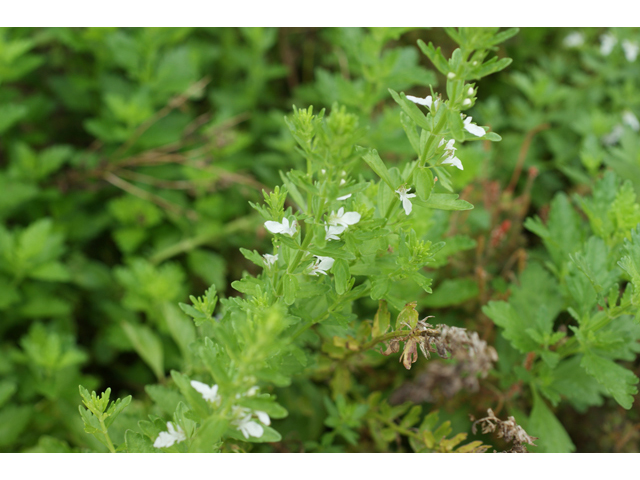 Teucrium cubense (Small coastal germander) #40076