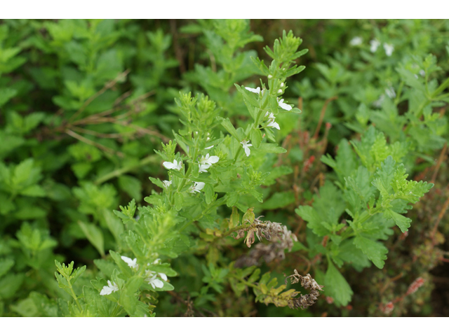 Teucrium cubense (Small coastal germander) #40077