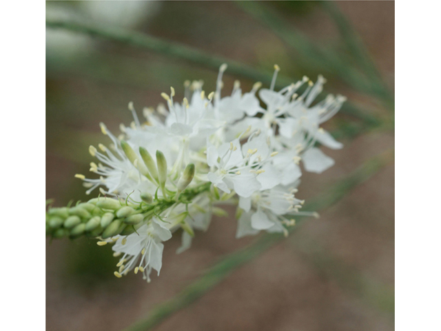 Stenosiphon linifolius (False gaura) #40078