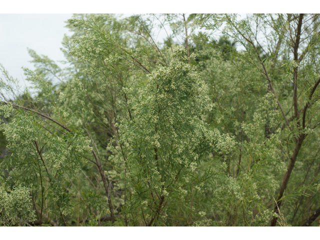 Baccharis neglecta (False willow) #40086