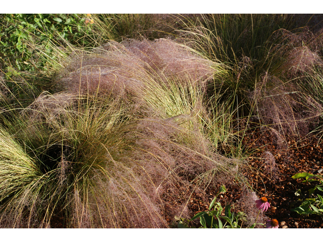 Muhlenbergia capillaris (Gulf muhly) #40120