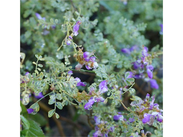 Dalea frutescens (Black dalea) #40124