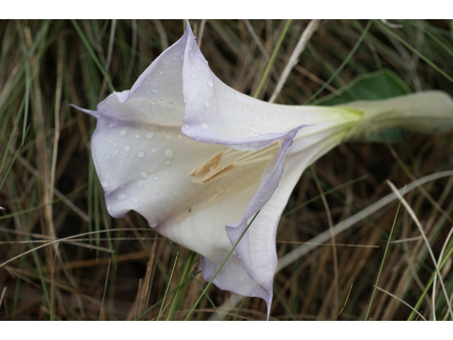 Datura wrightii (Jimsonweed) #40408