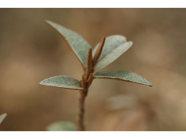 Croton alabamensis var. texensis (Texabama croton) #40524