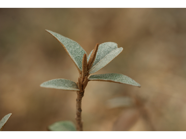 Croton alabamensis var. texensis (Texabama croton) #40525