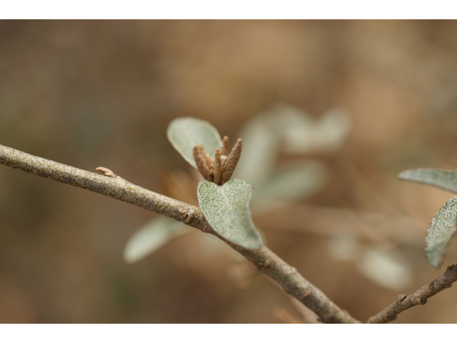 Croton alabamensis var. texensis (Texabama croton) #40526