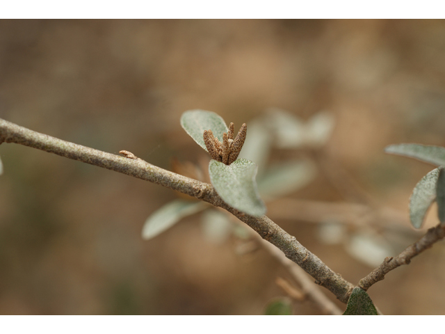 Croton alabamensis var. texensis (Texabama croton) #40527