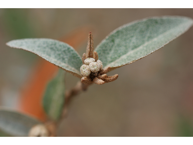 Croton alabamensis var. texensis (Texabama croton) #40528