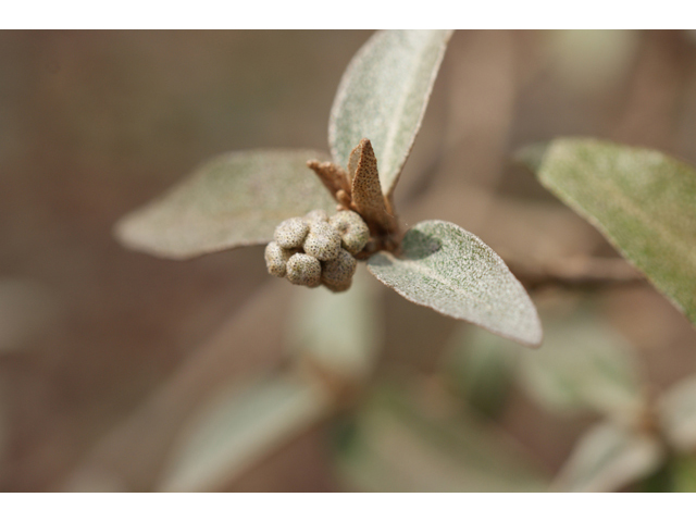 Croton alabamensis var. texensis (Texabama croton) #40530