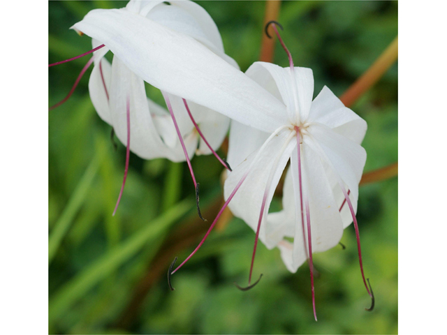 Crinum americanum (American crinum lily) #40535