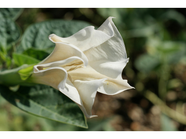 Datura wrightii (Jimsonweed) #40568