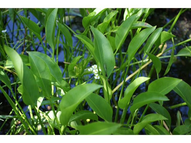 Sagittaria lancifolia (Lanceleaf arrowhead) #40631