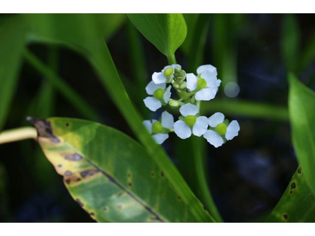 Sagittaria lancifolia (Lanceleaf arrowhead) #40633