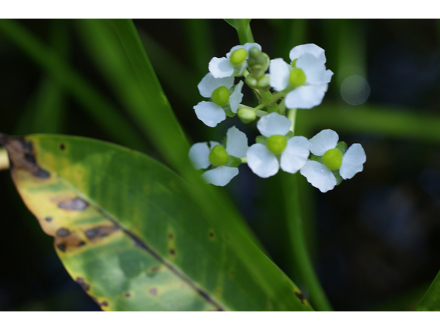 Sagittaria lancifolia (Lanceleaf arrowhead) #40634