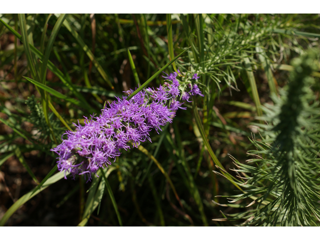 Liatris punctata var. mucronata (Texas gayfeather) #40637