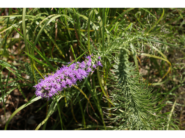 Liatris punctata var. mucronata (Texas gayfeather) #40639