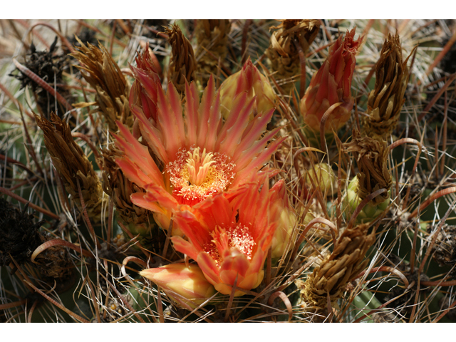 Ferocactus wislizeni (Candy barrel) #40992