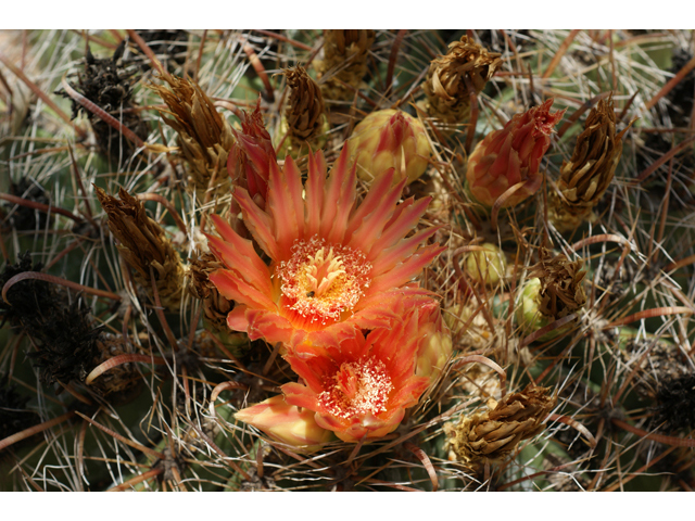 Ferocactus wislizeni (Candy barrel) #40993