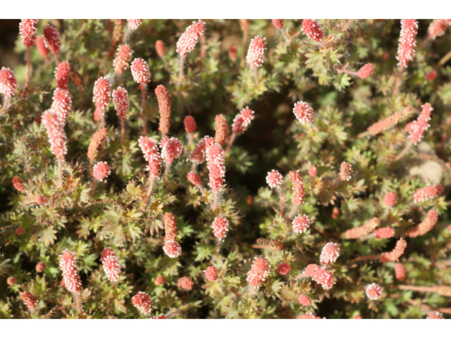 Acalypha radians (Cardinal's feather) #41062