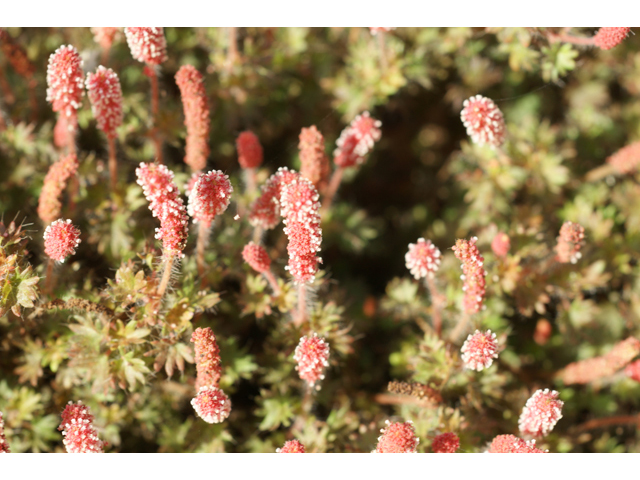 Acalypha radians (Cardinal's feather) #41063